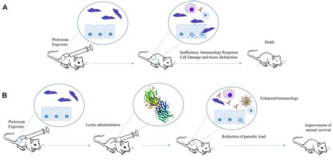 Frontiers Targeting The Immune System With Plant Lectins To Combat