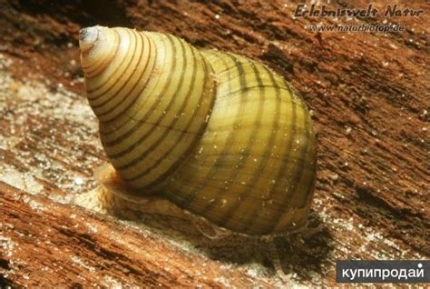 Улитка зеленая торпеда (Cipangopaludina leucythoides) в Москве