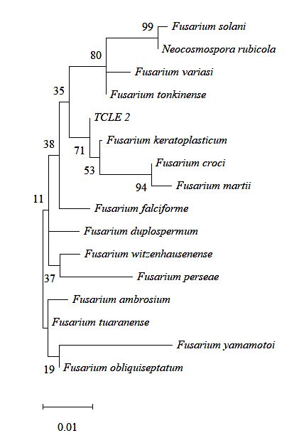 Phylogenetic Relationship For 5 8s Rrna Its Regions Between The Download Scientific Diagram