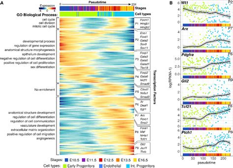 Figure From Deciphering Cell Lineage Specification During Male Sex Determination With Single
