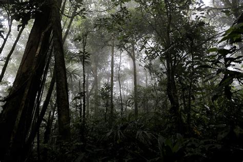 La grandeza de los bosques panameños - MiAmbiente