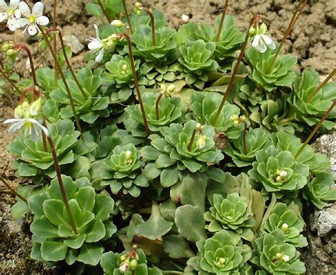 Saxifraga Cuneifolia Kallima Alpines All