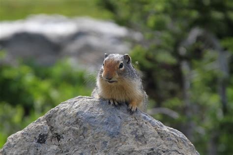 Free Images Nature Cute Looking Wildlife Wild Zoo Portrait