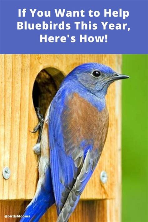 Help The Bluebirds Monitor Bluebird Nest Boxes Backyard Birds