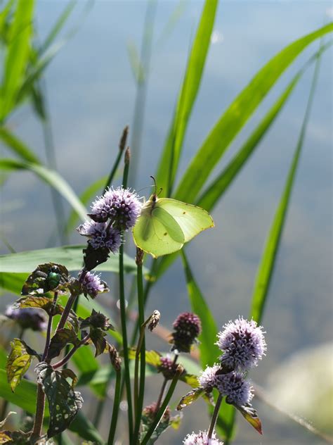 Free Images Nature Blossom Meadow Prairie Flower Bloom Lake