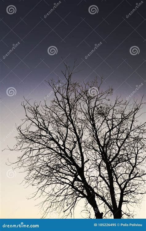 Beauty In Nature With A Naked Tree Stock Image Image Of Field Countryside 105226495