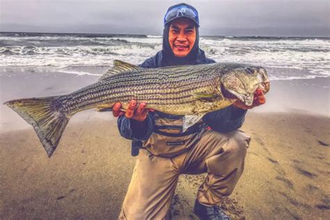 How To Surf Fish For Striped Bass Surfcasting Republic