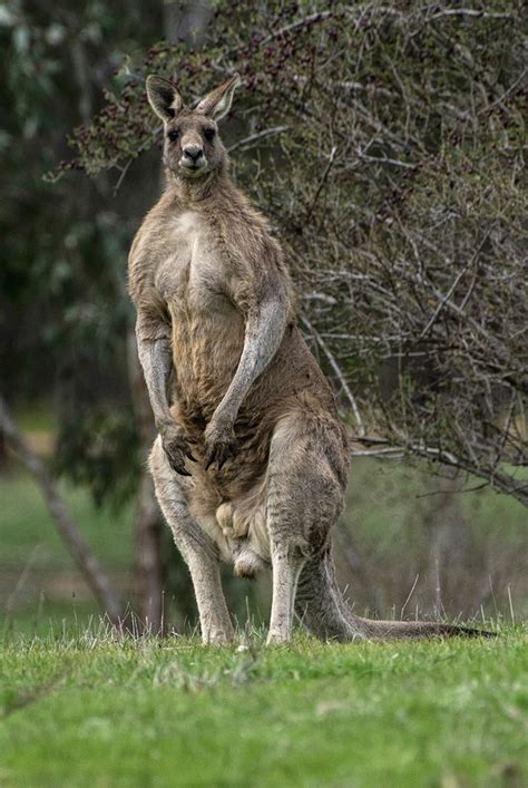 Muscle bound male eastern gray kangaroo. Big boy! | Australia animals