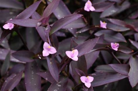 Традесканция пурпурная или Сеткрезия пурпурная (Tradescantia pallida)