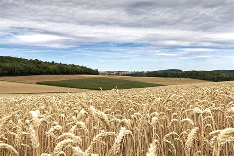 Getreide Acker Feld Kostenloses Foto Auf Pixabay