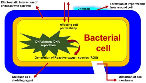 Jmse Free Full Text A Review On The Antimicrobial Activity Of