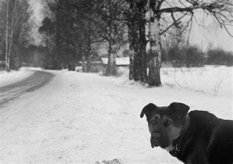 Do Dogs Get Sad In Winter
