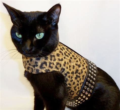 Rockin Dogs and Cool Cats - Designer Cat Clothes | Leopards, Cat ...