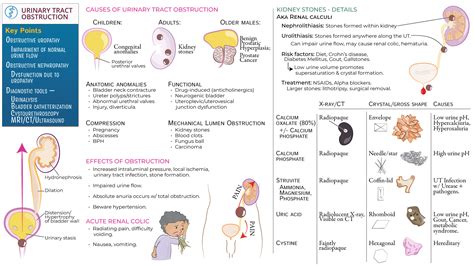 Clinical Pathology: Urinary Tract Obstruction (focus on Kidney Stones ...