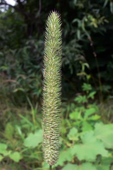 Phleum pratense - Изображение особи - Плантариум