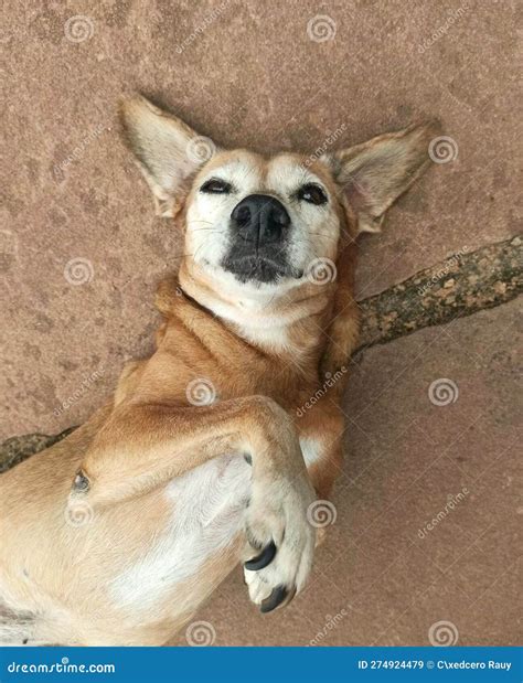 Dog Lying On Its Back On The Rock Smiling Stock Image Image Of Head