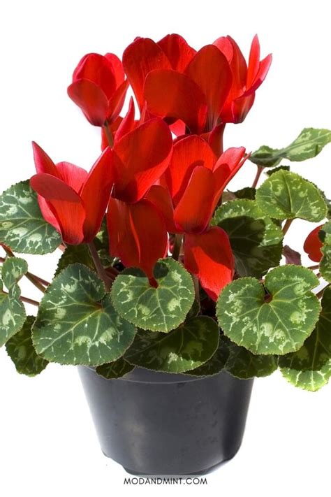 Indoor Cyclamen Care Guide to Beautiful Flowers