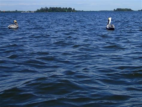 Безплатна снимка : море, океан, птица, лодка, вълна, гребло, гребане ...