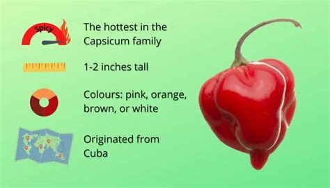 How To Grow Habanero Peppers 6 Easy Steps To Grow It Up