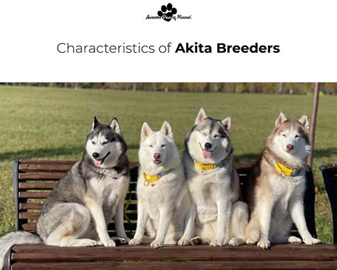 Ultimate Guide To Akita Breeders