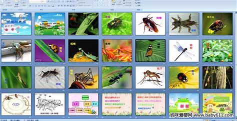 幼儿园中班科学多媒体活动——有趣的昆虫 Ppt课件