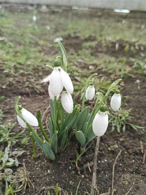 Snowdrops White Beautiful Flowers Delicate Green In The Snow