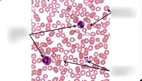 Blood Smear Diagram Quizlet