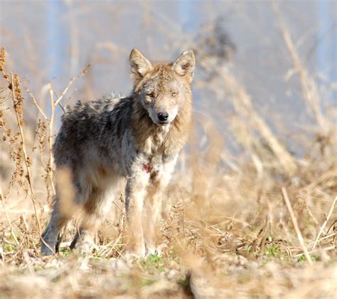 The Laughing Raccoon Helping The Local Coyotes