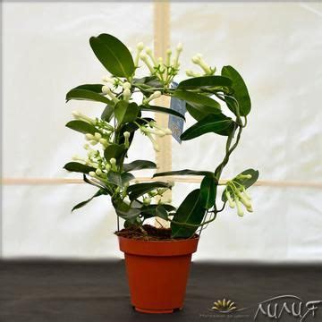 Стефанотис (Мадагаскарски Жасмин) | Plants