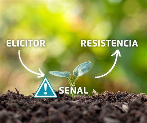 Uso De Elicitores Para La Activaci N De Las Defensas Naturales De Las