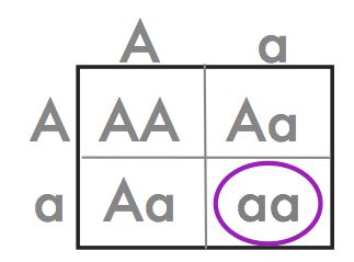 Genetics Autosomal And Sex Linked Inheritance Flashcards Quizlet