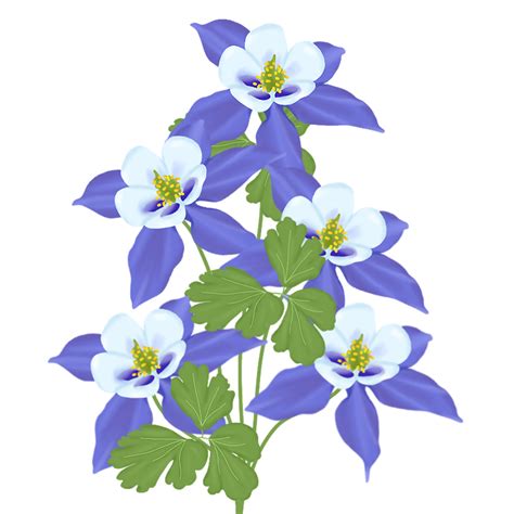 blue aquilegia flower 23451141 PNG