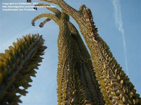 PlantFiles Pictures: Madagascar Ocotillo, Madagascan Ocotillo, African ...