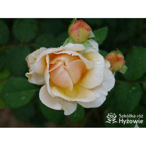 Charles Darwin™ (Auspeet) - David Austin® Róże Angielskie - - Szkółka ...