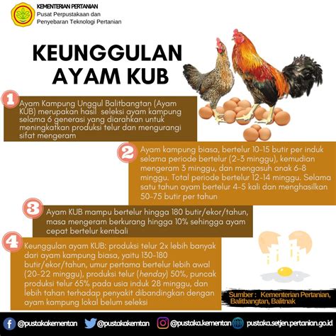 Ayam Bertelur Berapa Biji Jack Clark