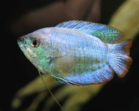 Blue Neon Dwarf Gourami Large