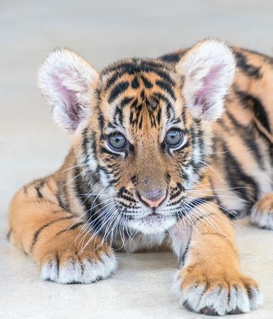 Baby Bengal Tiger Stock Photo - Download Image Now - iStock