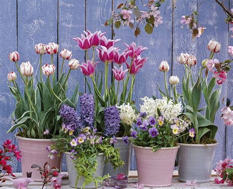 Comment Planter Les Bulbes De Printemps Housekeeping Magazine