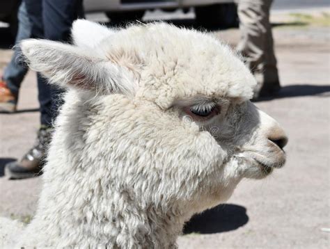 Alpaca Portrait In Peru South America Stock Photo Image Of Camelid