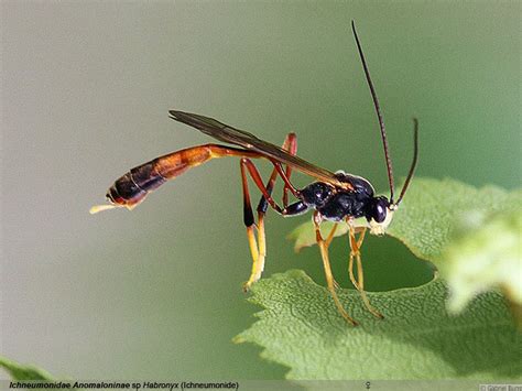 Guêpes Fourmis Ichneumons Steenwerck Biodiversité