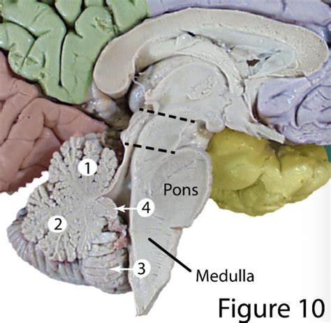 Label Cerebellum Diagram Quizlet