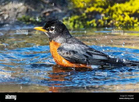 American Robin Bathing Stock Photo Alamy