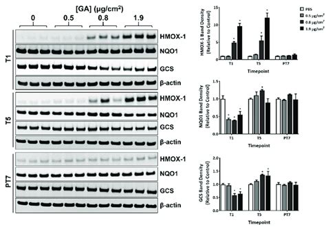 Modulation Of The Expression Of Oxidative Stress Markers By Ga