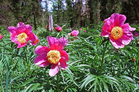 Пион Уклоняющийся купить в Москве по цене от 1500 рублей саженцы из ...