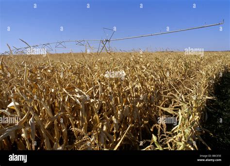 MAIZE - DROUGHT Stock Photo - Alamy