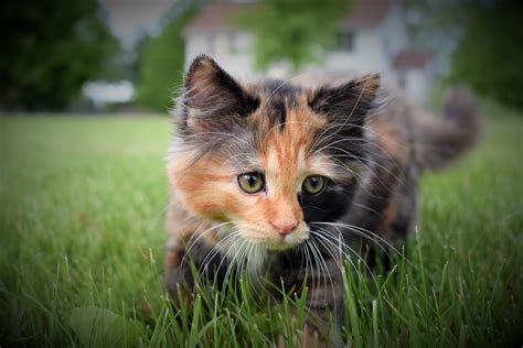 Siberian Hunter - Siberian Hunter