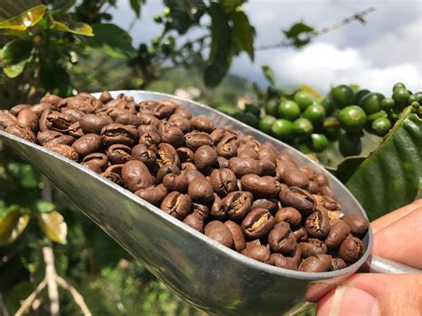 caracolillo coffee