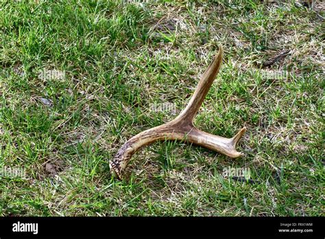 Deer Antler Shed Stock Photo Alamy