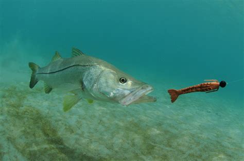 The Best Snook Bait: Live or Artificial? - Lures - Finn's Fishing Tips
