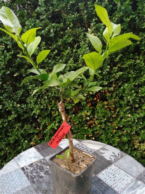 Освен традиционните цитруси, предлагаме и някои по рядко срещани, ценно ...